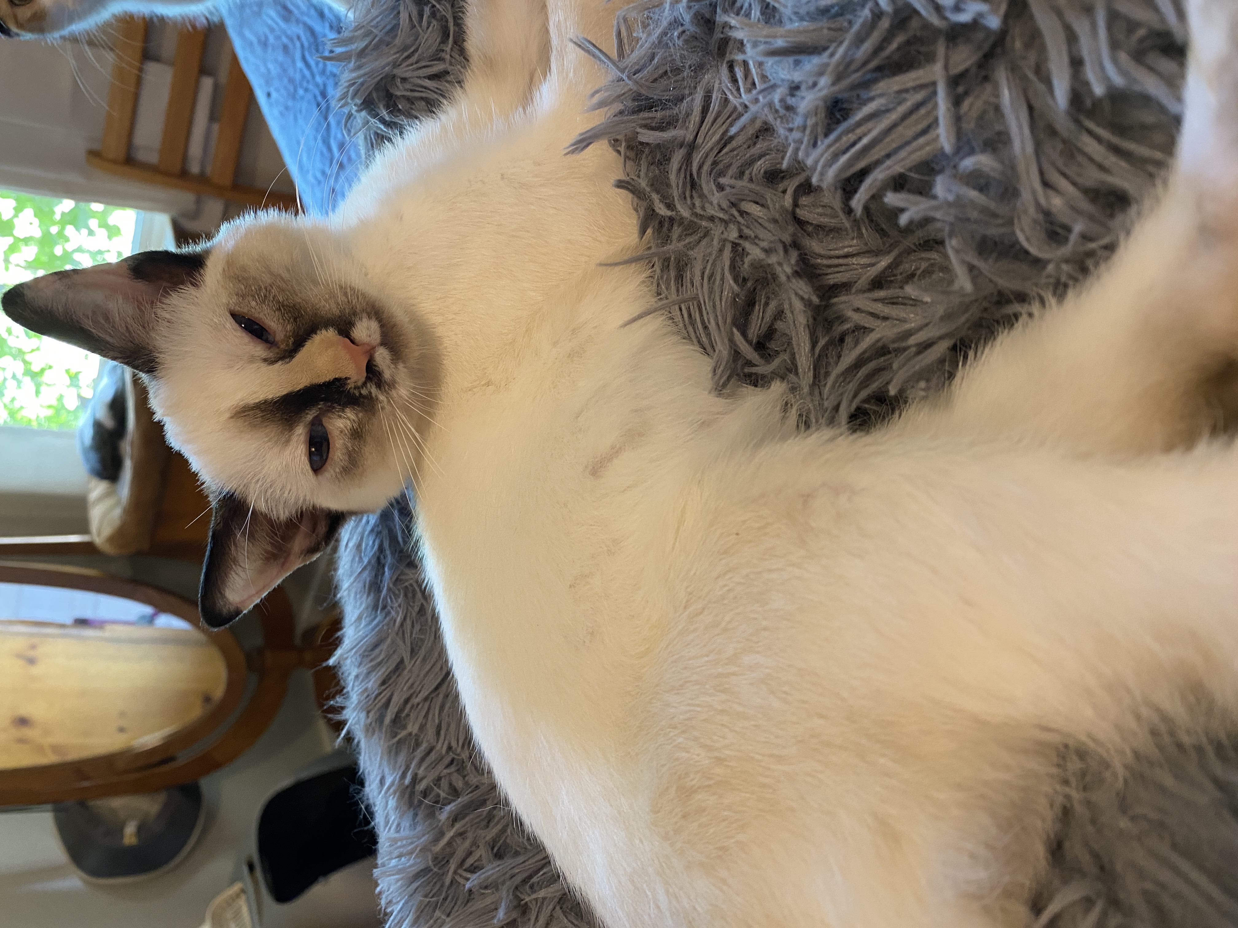 Enlarge Larisa, a Adopted mixed breed in Shallowater, TX image 1/2