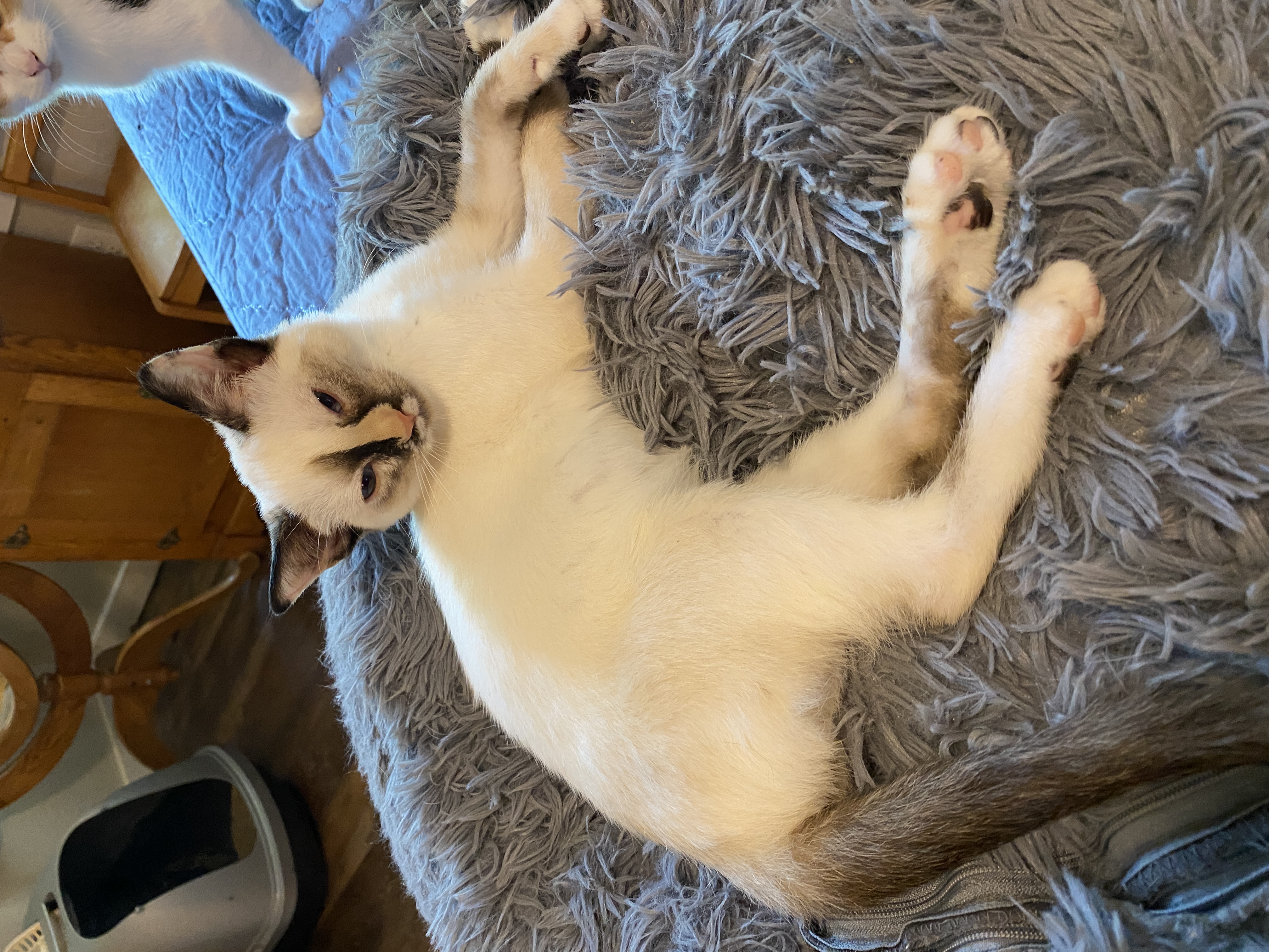 Enlarge Larisa, a Adopted mixed breed in Shallowater, TX image 2/2