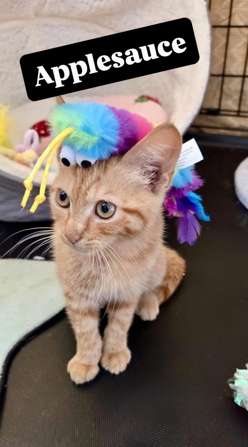 Enlarge Applesauce, a ADOPTABLE American Shorthair in Staten Island, NY image 1/5
