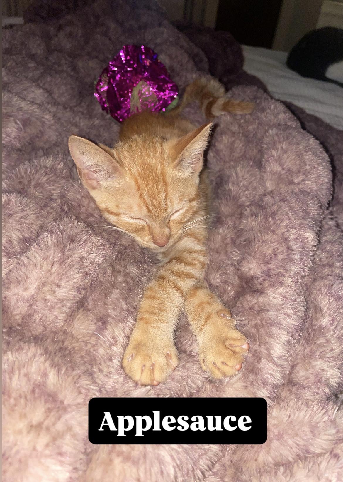 Enlarge Applesauce, a ADOPTABLE American Shorthair in Staten Island, NY image 3/5