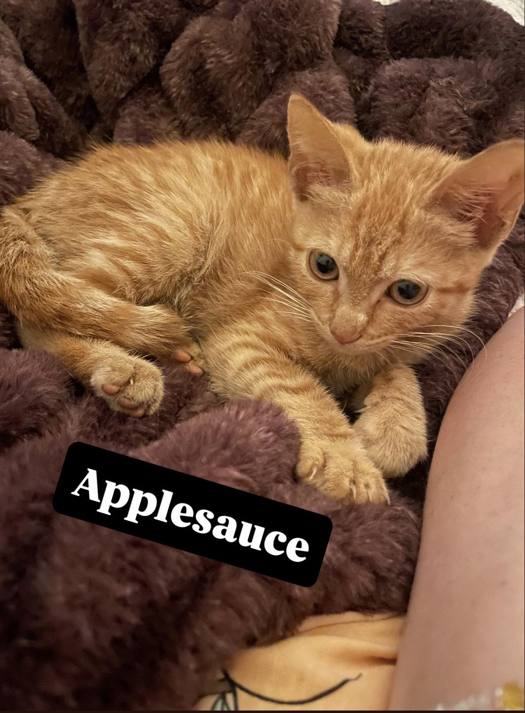 Enlarge Applesauce, a ADOPTABLE American Shorthair in Staten Island, NY image 2/5