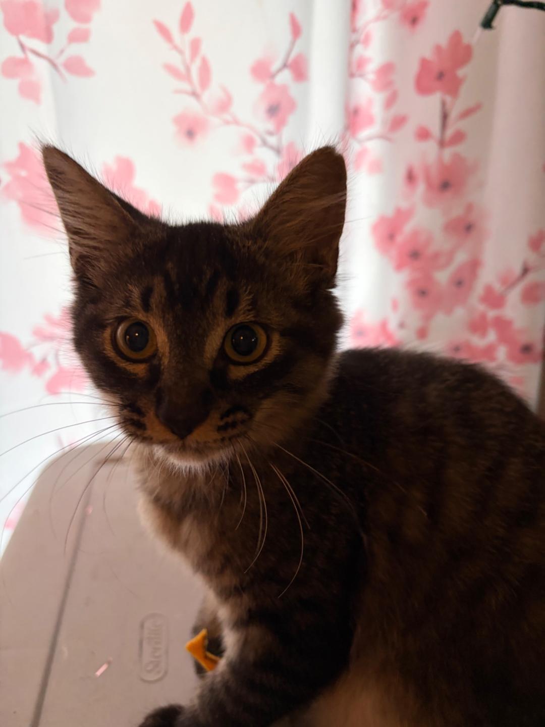 Enlarge Lily FFC00334, a Adoptable mixed breed in Omaha, NE image 2/2