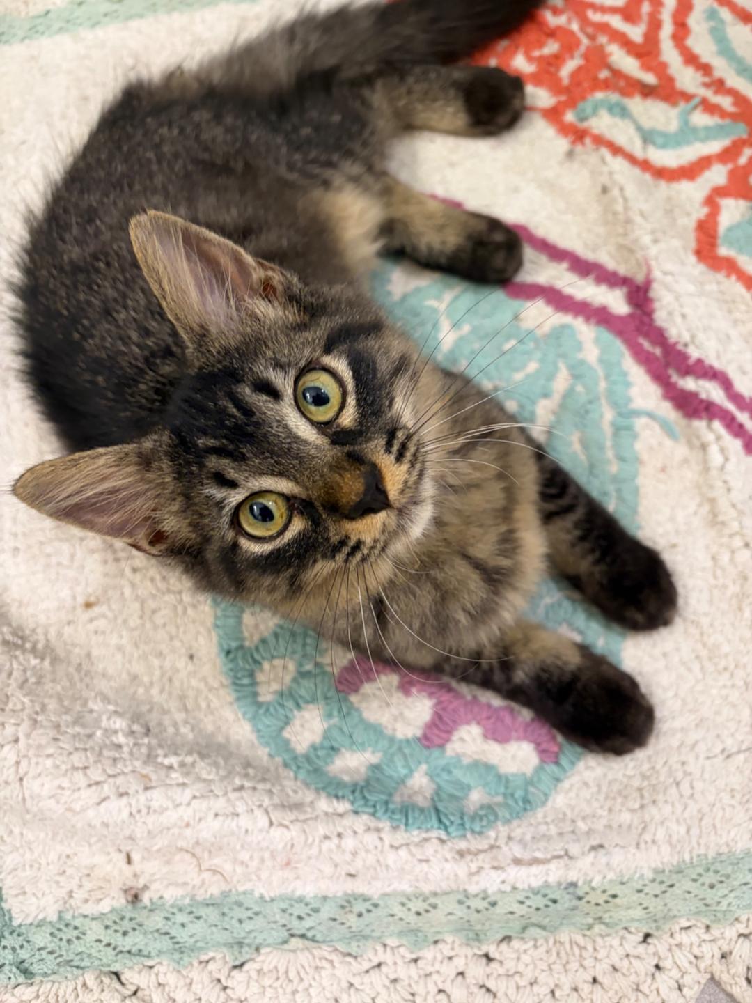Lily FFC00334, Adoptable, Kitten Female Tabby & Domestic Long Hair.