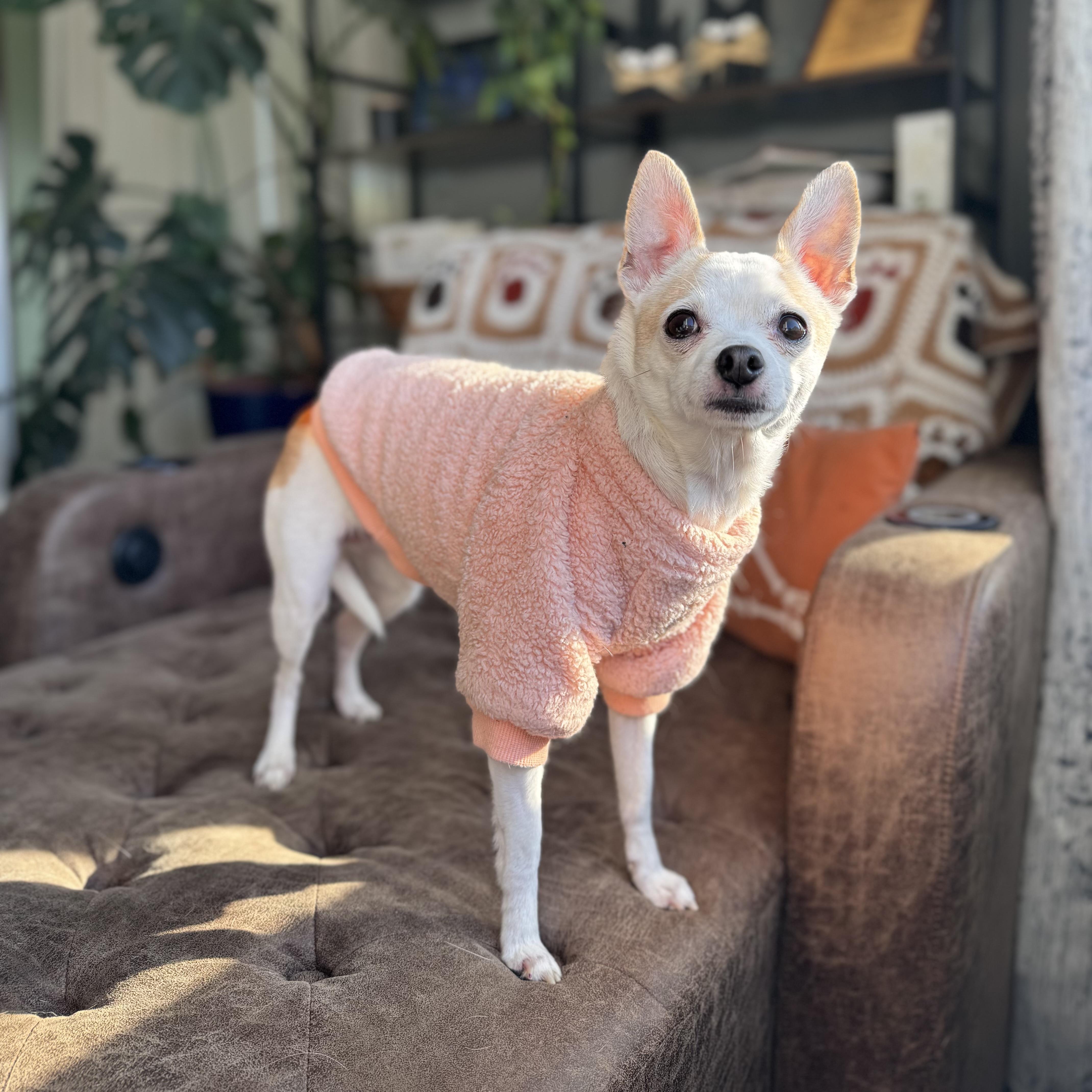 Enlarge Silvie, a Adoptable Chihuahua in China Township, MI image 2/2