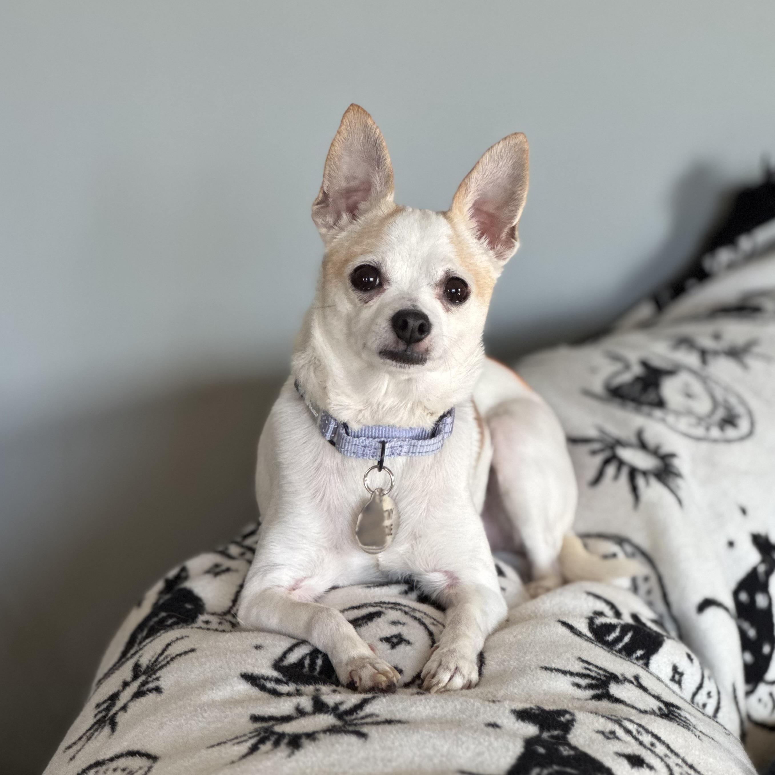 Enlarge Silvie, a Adoptable Chihuahua in China Township, MI image 1/2