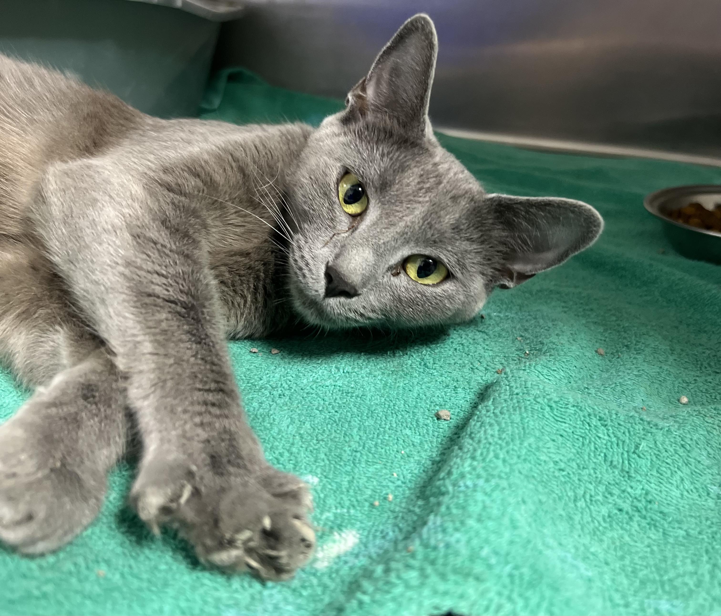 Enlarge Serena, a Adoptable Domestic Short Hair in Gaithersburg, MD image 1/1