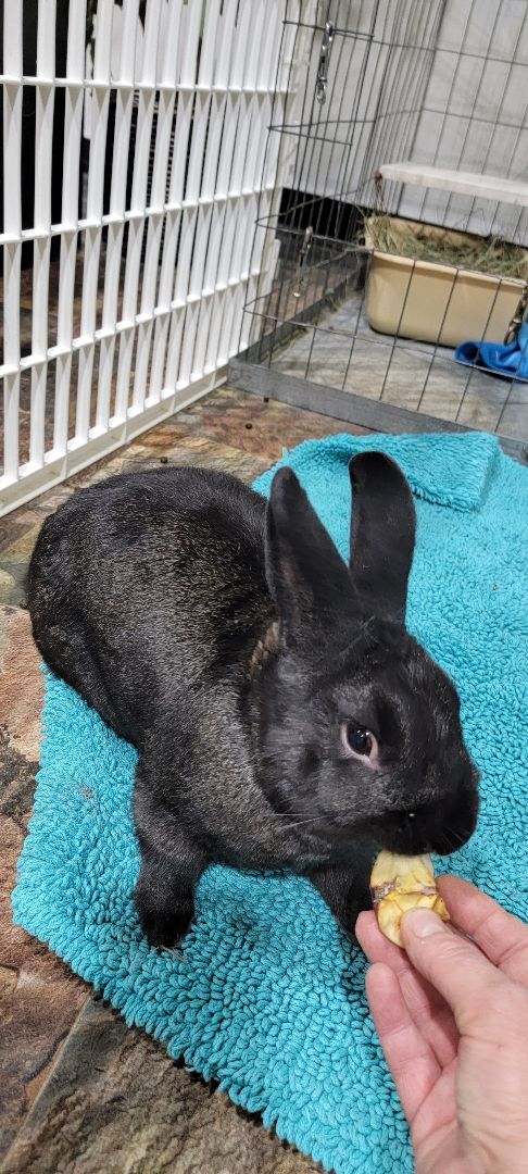 Enlarge Thumper, a Adopted mixed breed in Idaho Falls, ID image 1/7