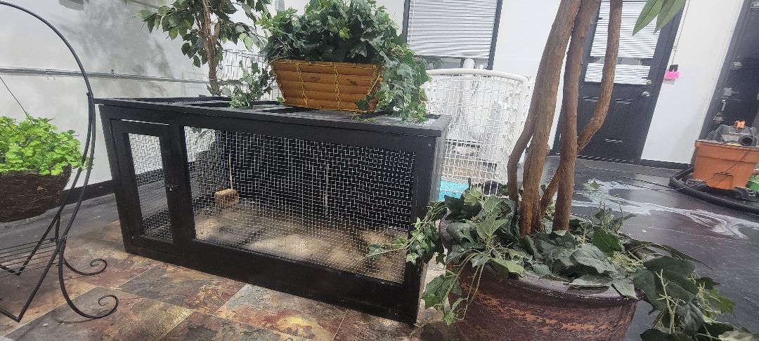 Enlarge Thumper, a Adopted mixed breed in Idaho Falls, ID image 3/7