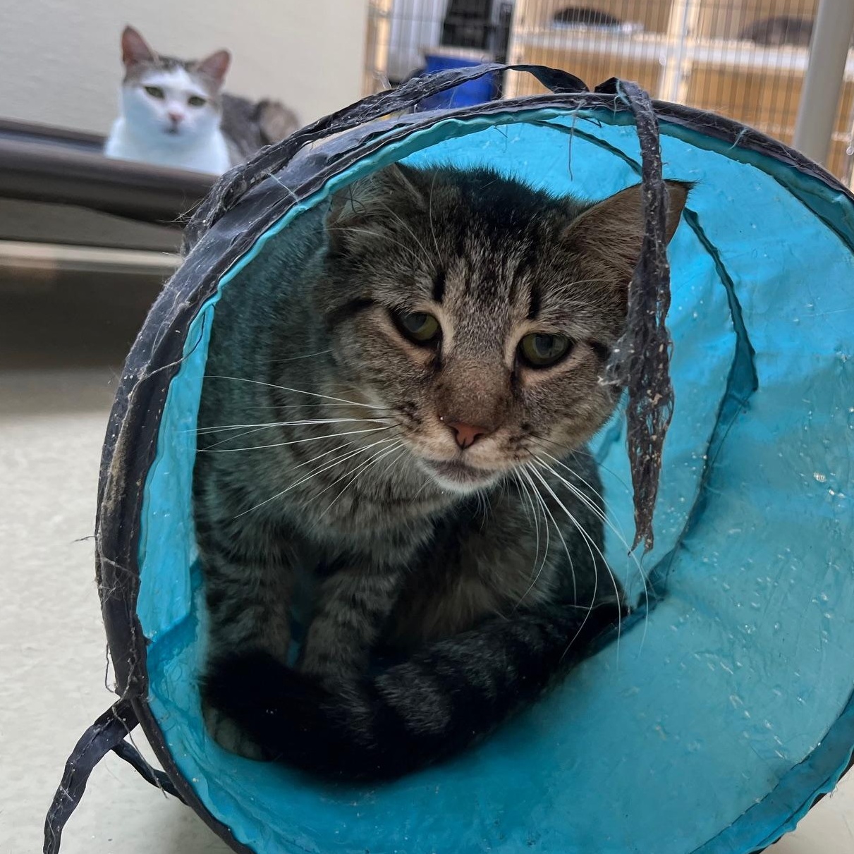 Enlarge Taffy, a ADOPTABLE mixed breed in Clarksville, VA image 2/6