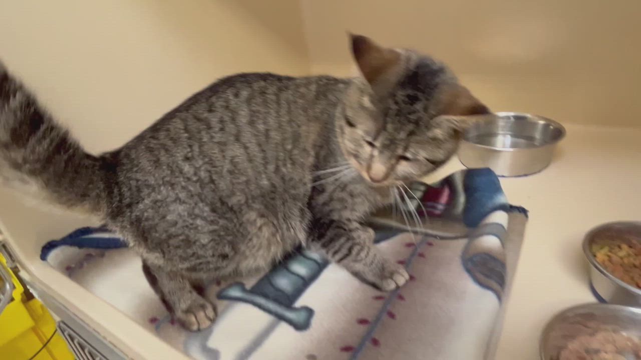 Enlarge Taffy, a ADOPTABLE mixed breed in Clarksville, VA video 5/6