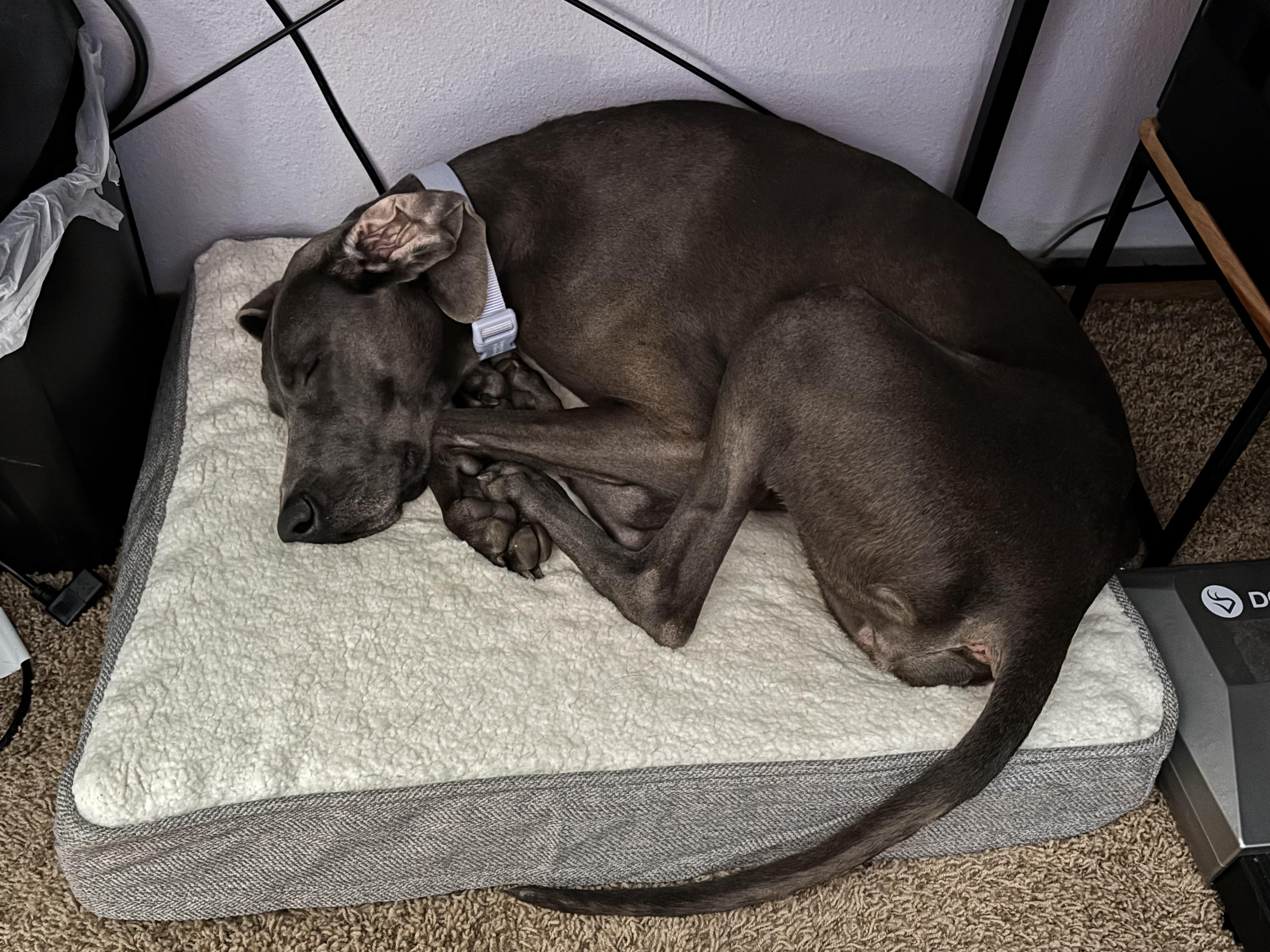 Athena, a ADOPTABLE Weimaraner in Minneapolis, MN image 3/4