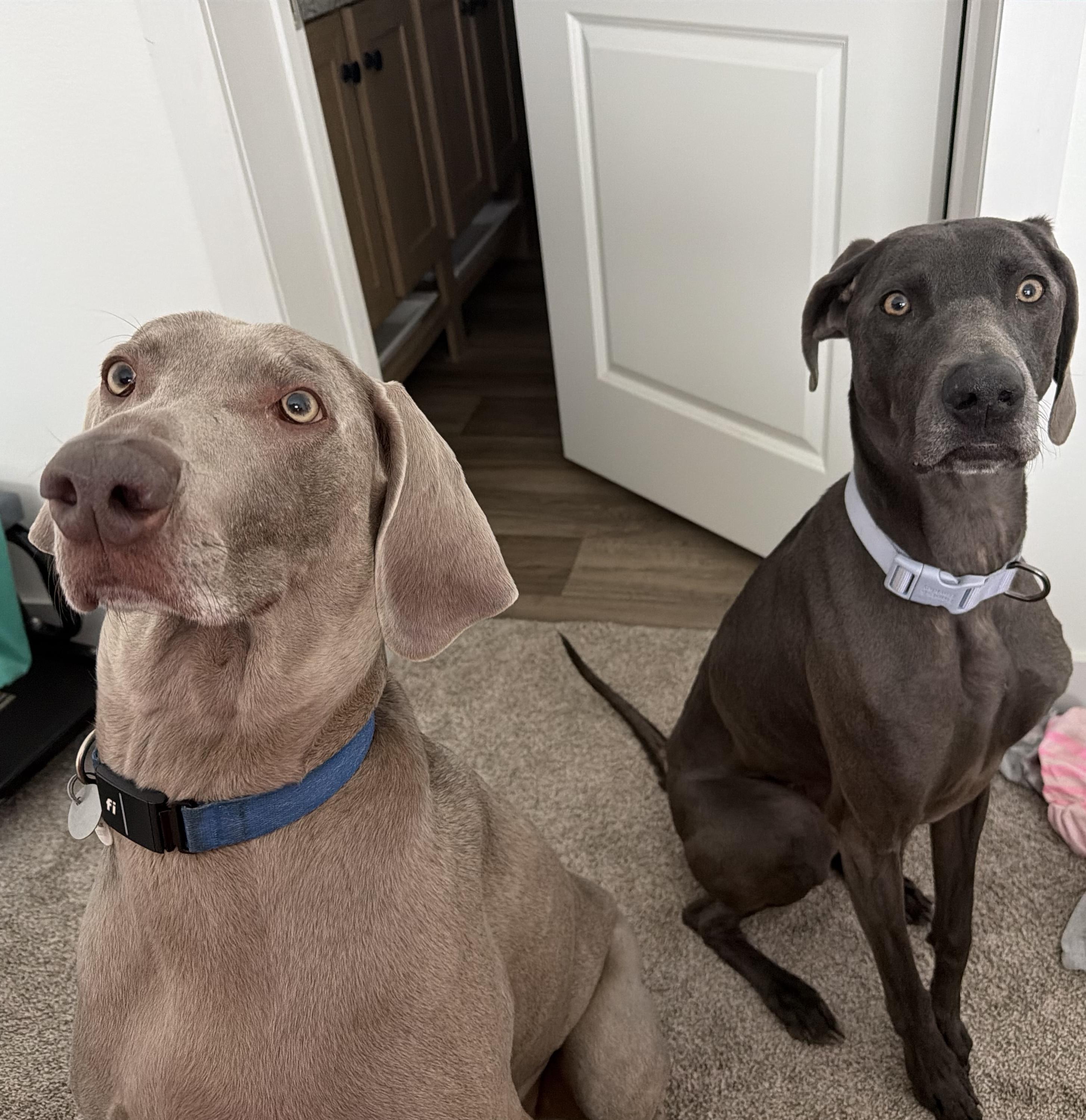 Athena, ADOPTABLE, Adult Female Weimaraner.