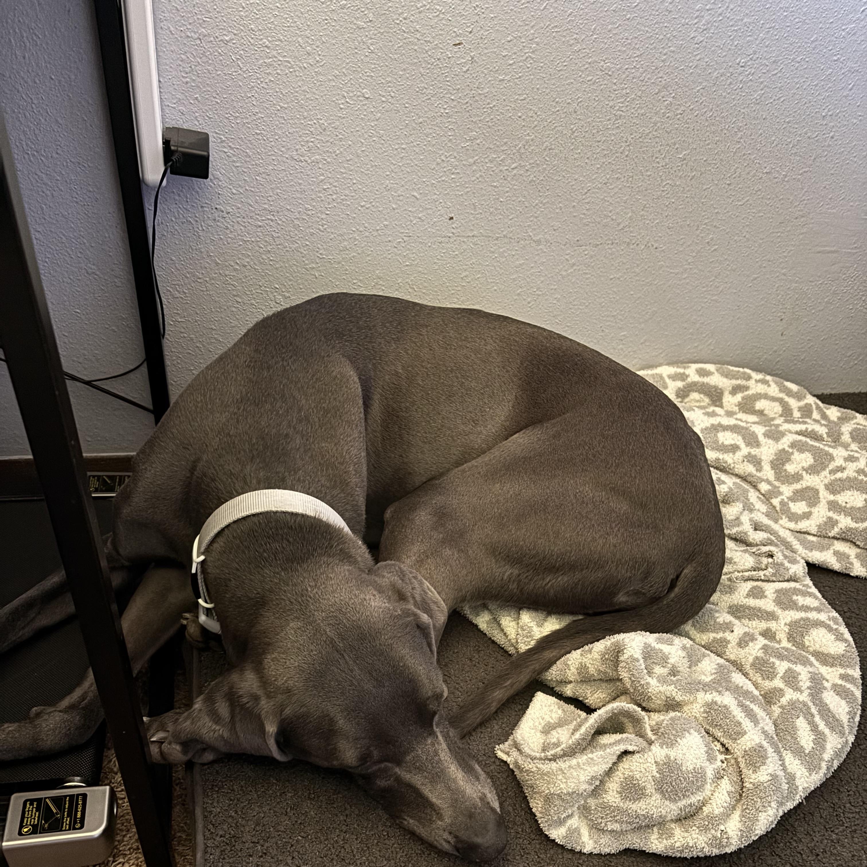 Athena, a ADOPTABLE Weimaraner in Minneapolis, MN image 4/4