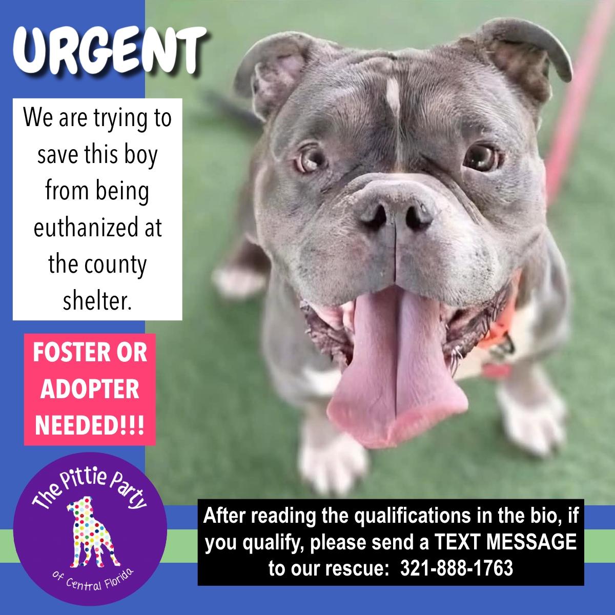 Enlarge Dilbert, a ADOPTABLE American Bully in Kissimmee, FL image 1/1