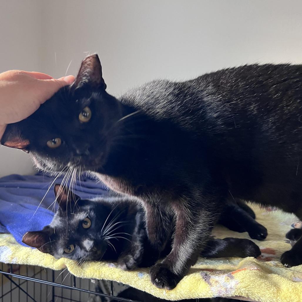 Mavis, Adoptable, Adult Female Domestic Short Hair.