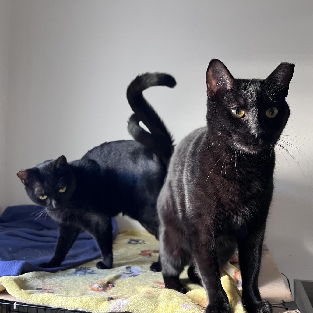 Enlarge Mavis, a Adoptable Domestic Short Hair in Los Angeles, CA image 2/3