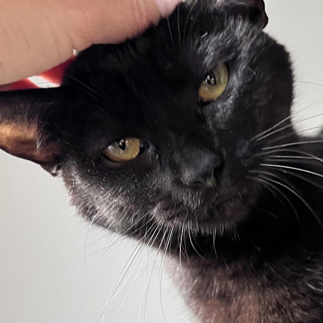 Enlarge Mavis, a Adoptable Domestic Short Hair in Los Angeles, CA image 3/3