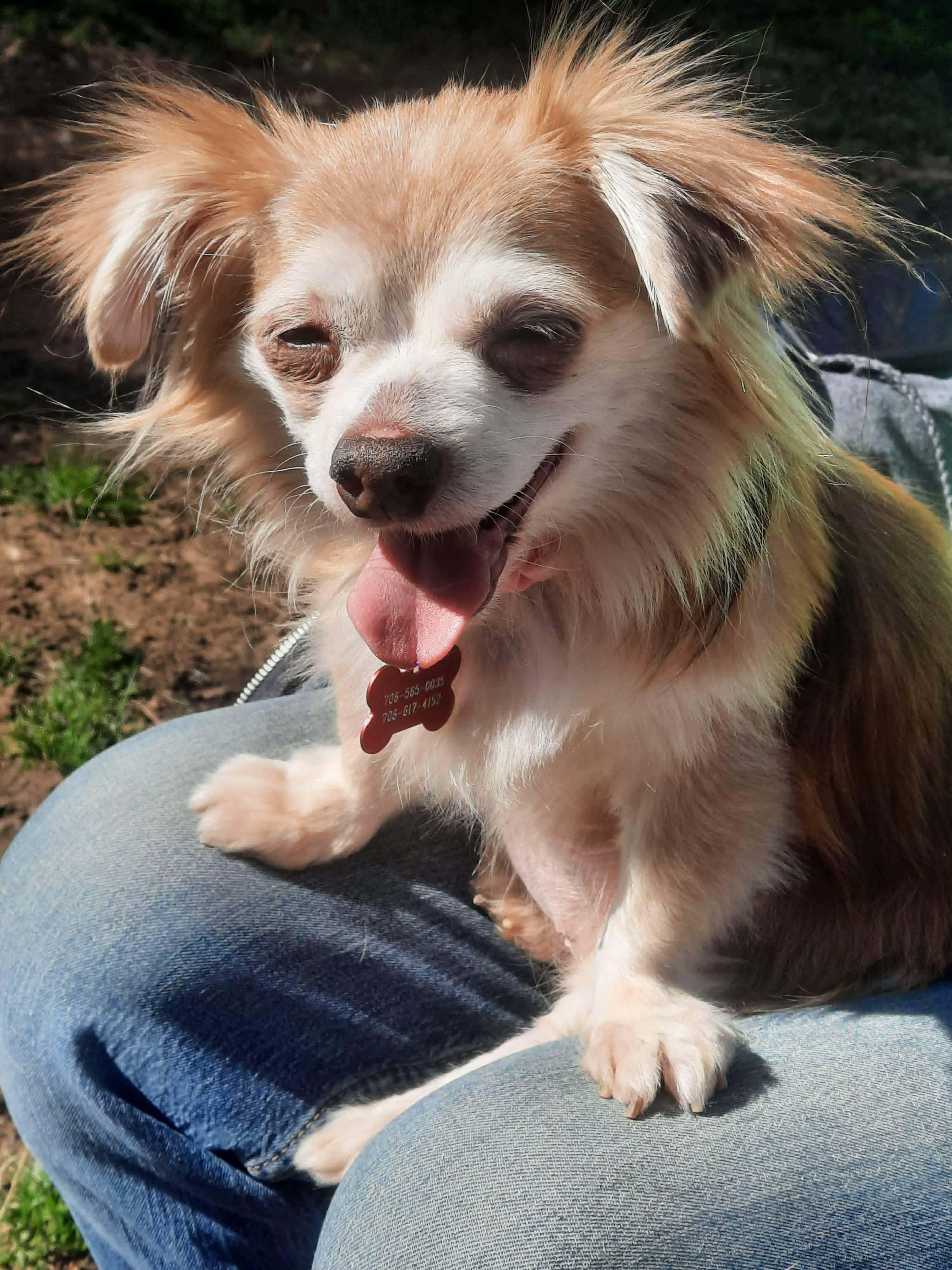 Enlarge Gertie, an adoptable Chihuahua in Crystal Lake, IL image 3/4