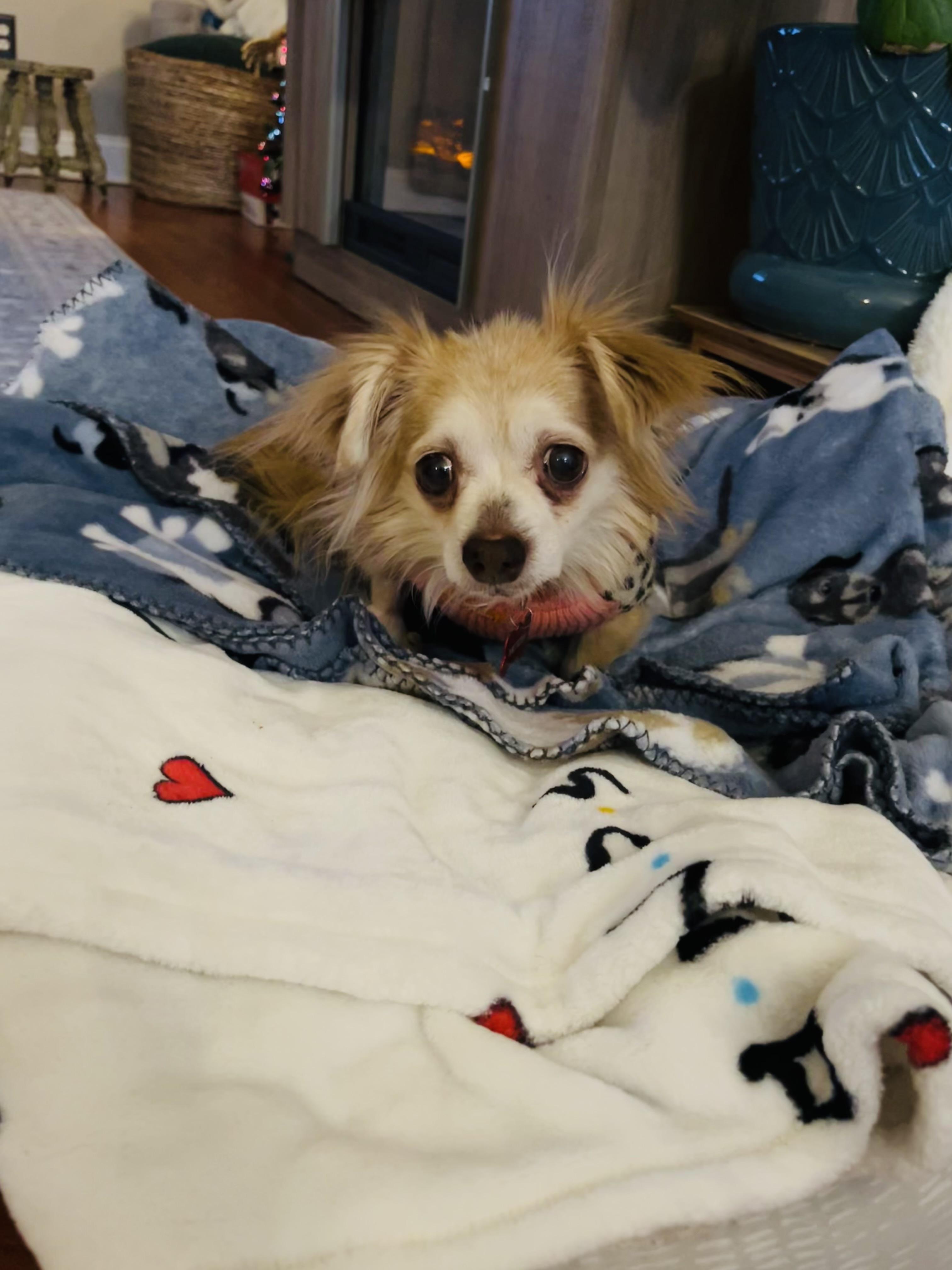 Enlarge Gertie, an adoptable Chihuahua in Crystal Lake, IL image 2/4