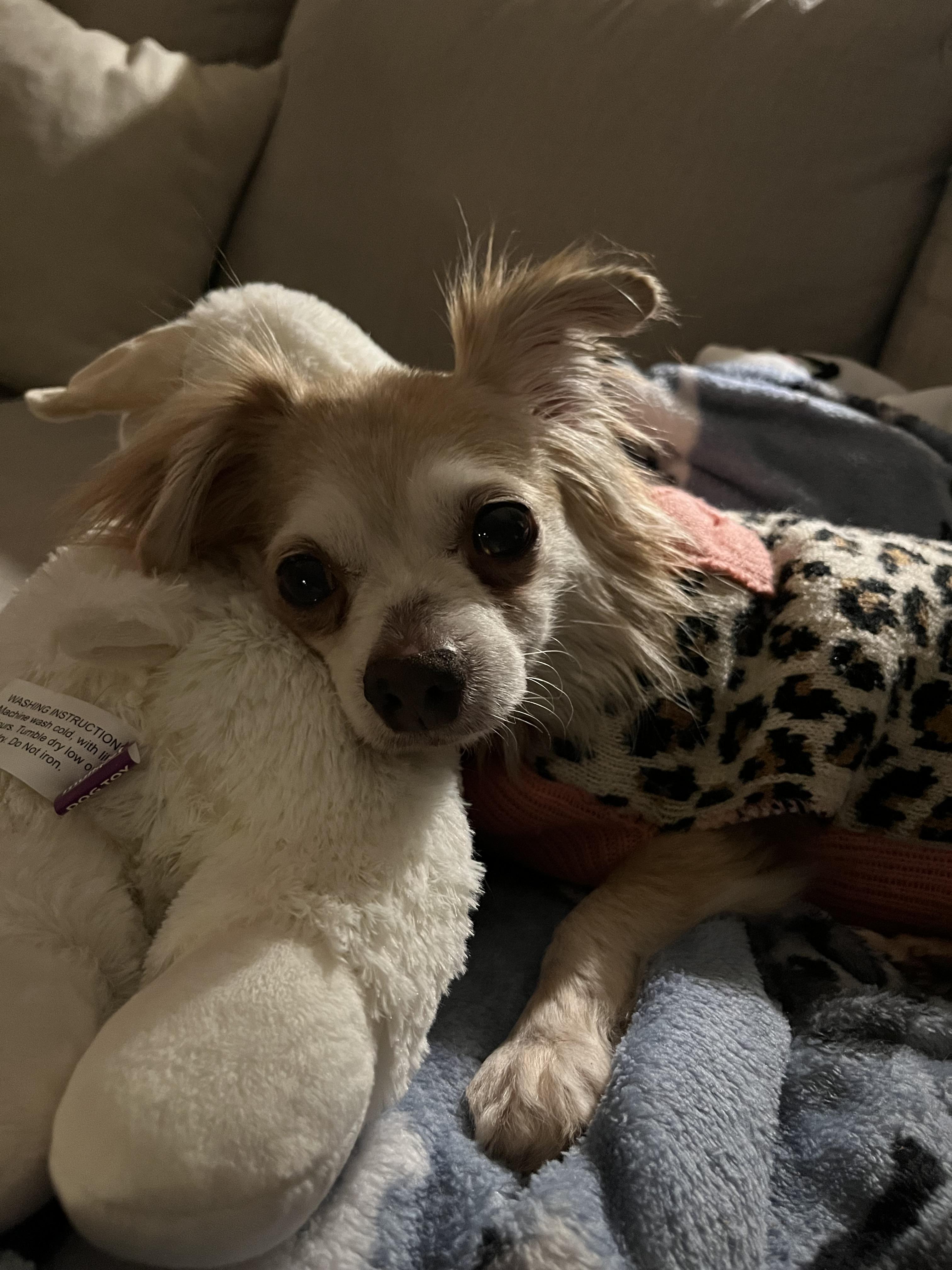 Enlarge Gertie, an adoptable Chihuahua in Crystal Lake, IL image 4/4