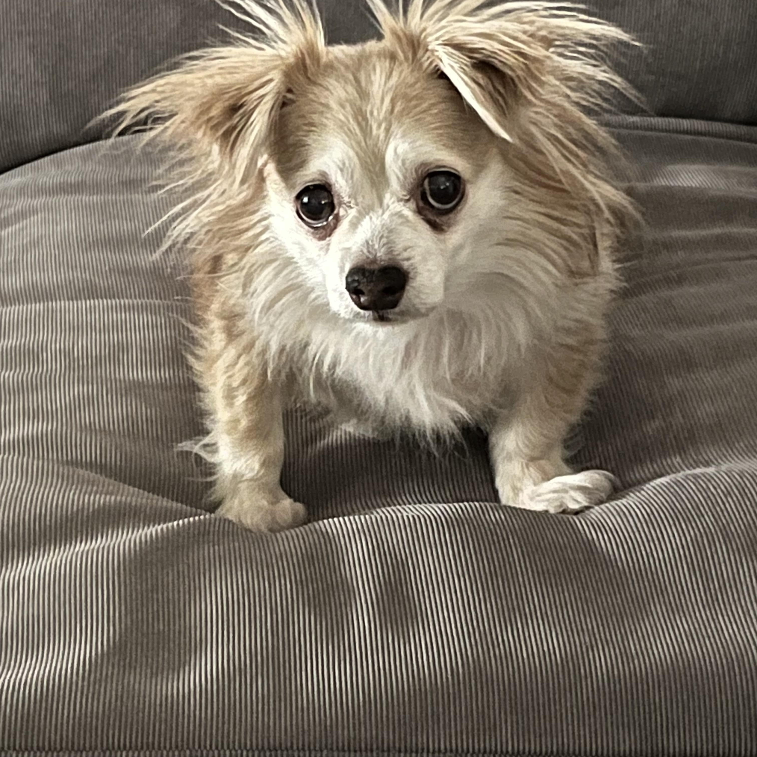 Gertie, adoptable, Senior Female Chihuahua.