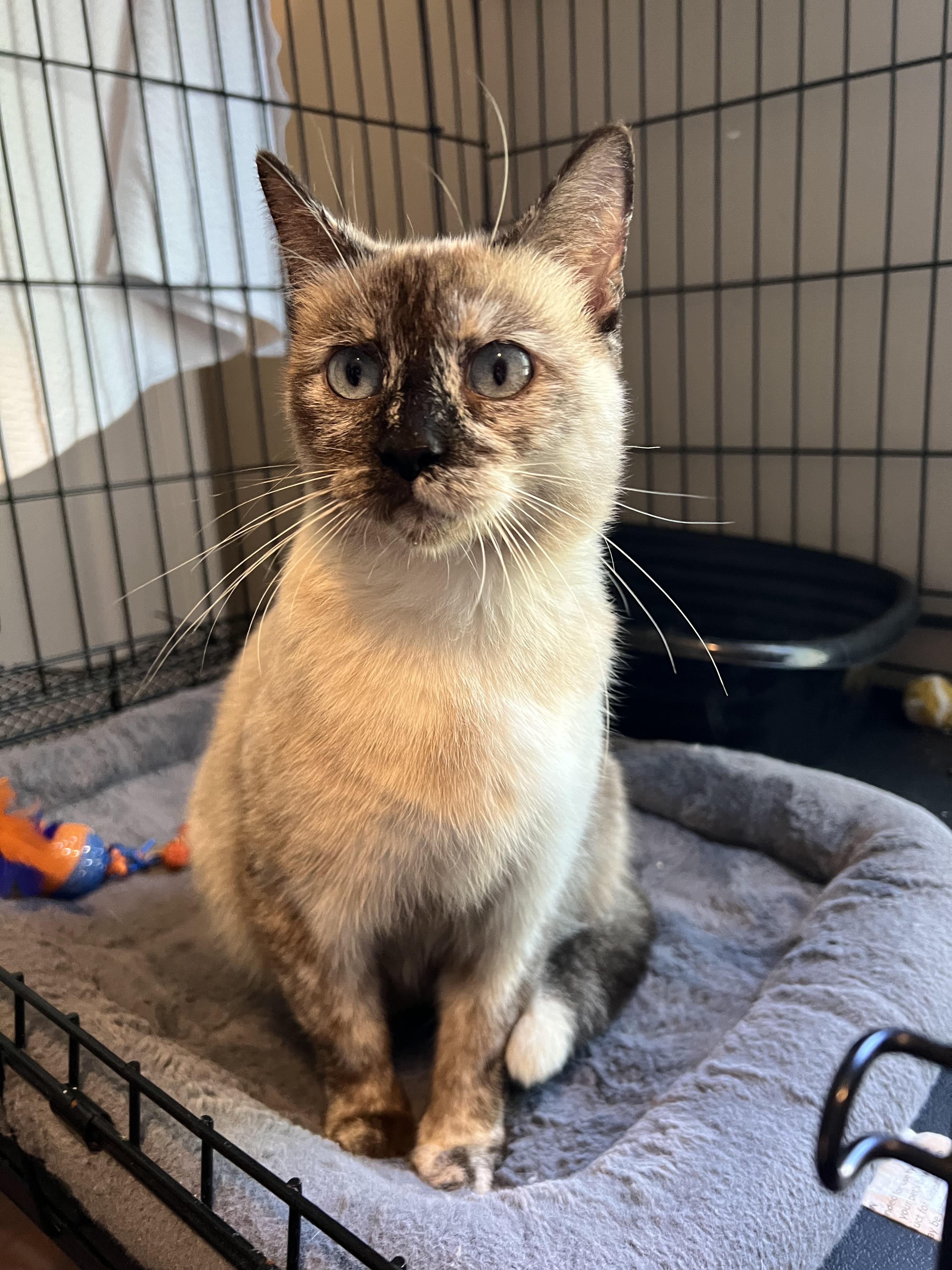 Hope , an adopted Domestic Short Hair in Dyersburg, TN image 2/2