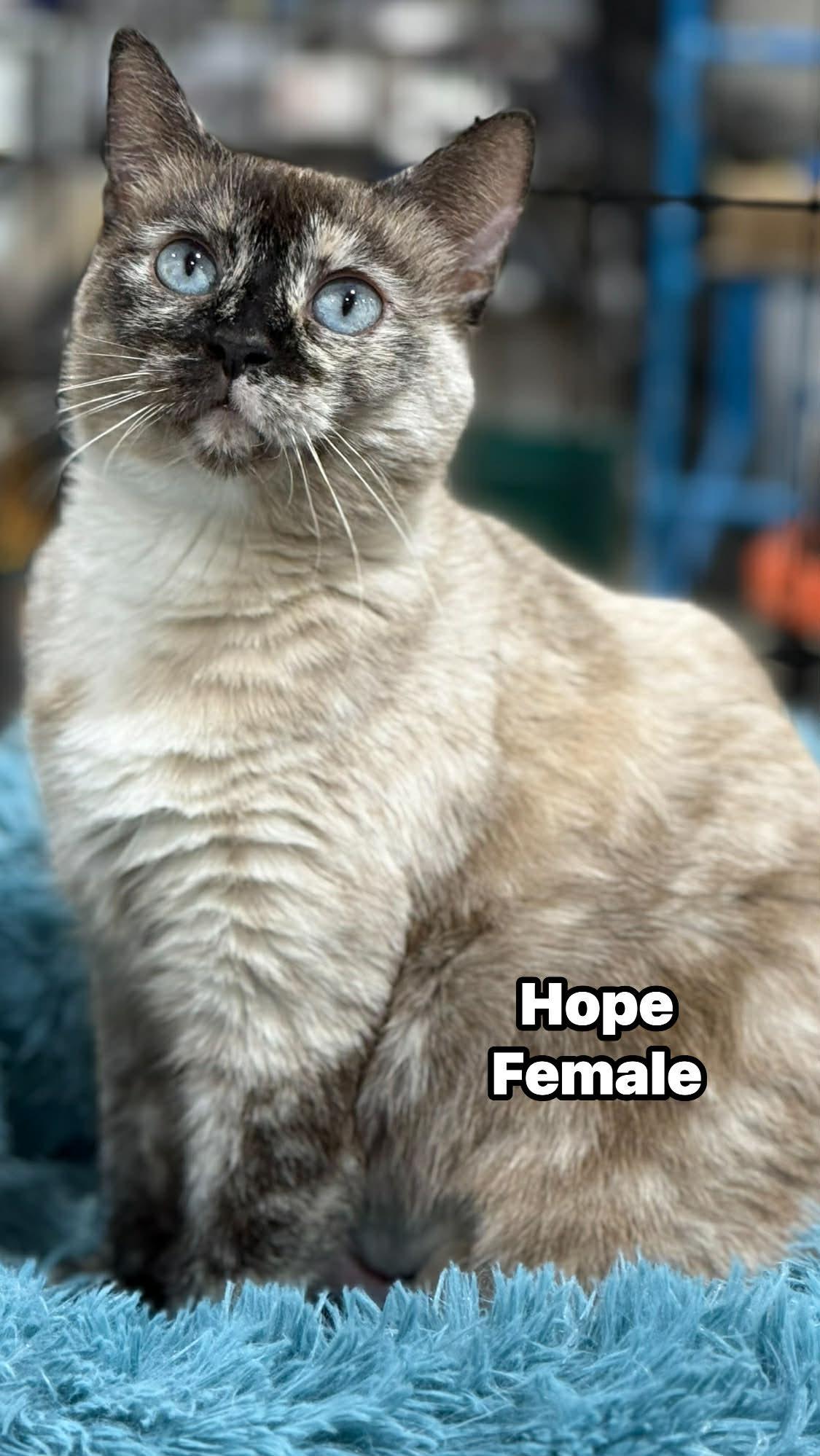 Hope , adopted, Adult Female Domestic Short Hair.
