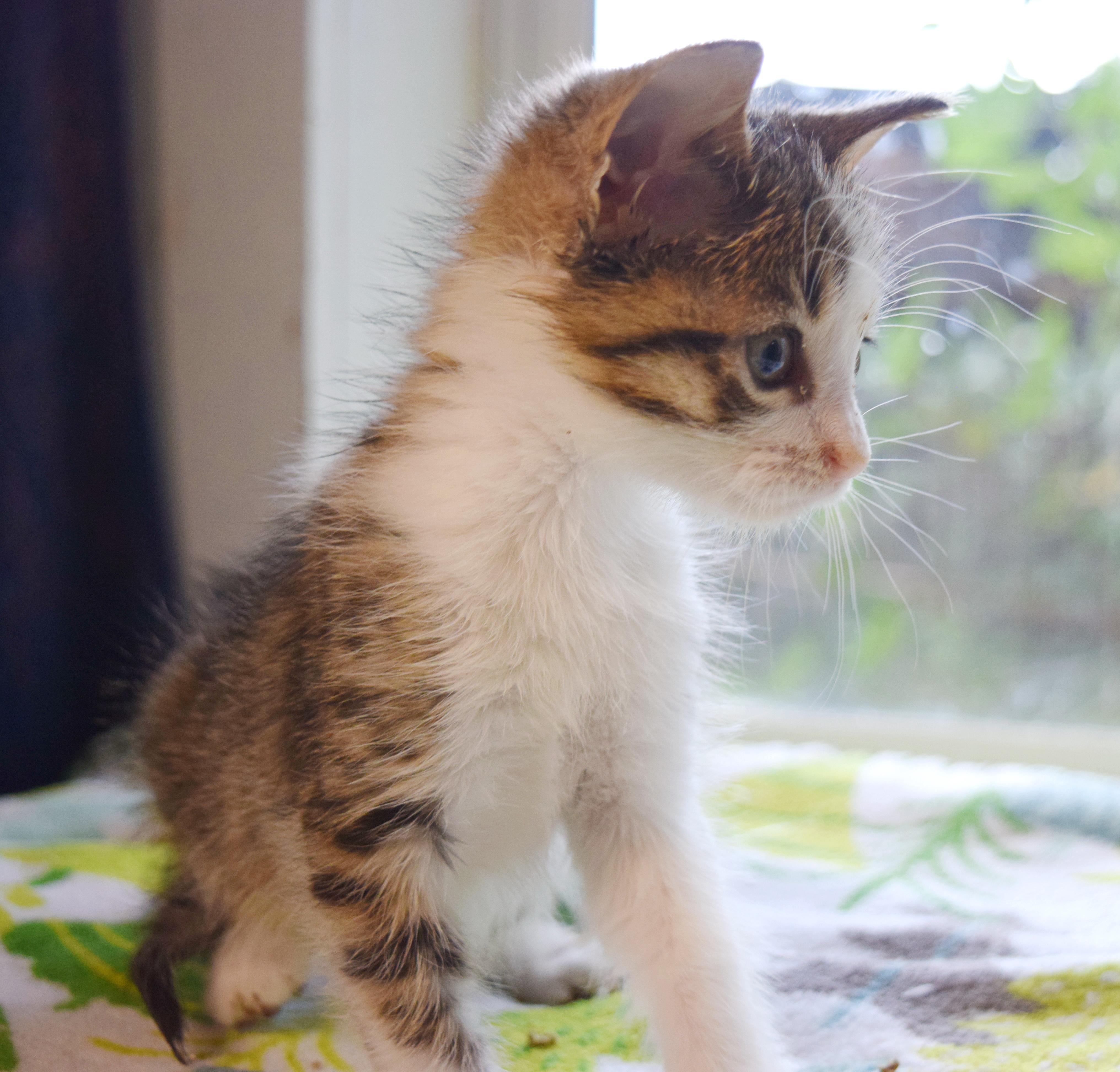 Enlarge Stella, an adopted mixed breed in Bulverde, TX image 5/6