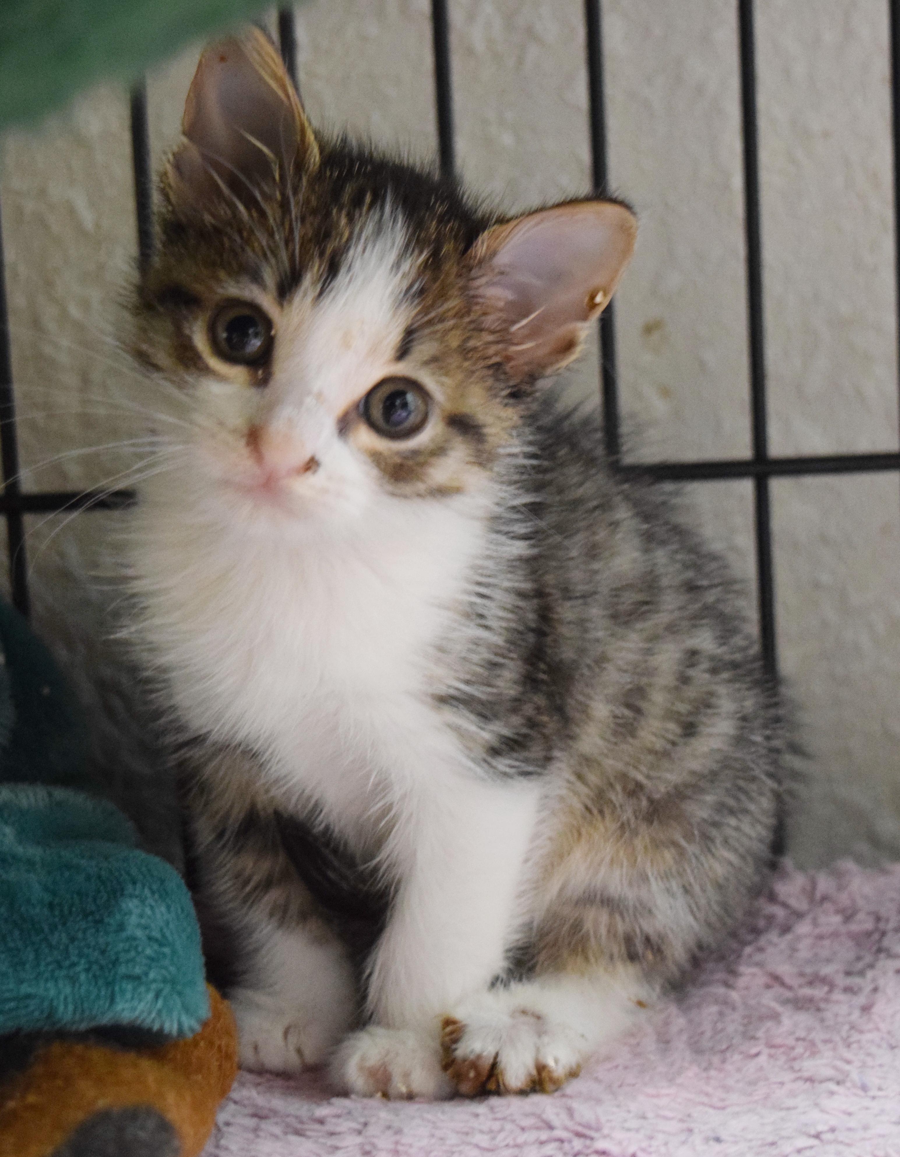 Enlarge Stella, an adopted mixed breed in Bulverde, TX image 3/6
