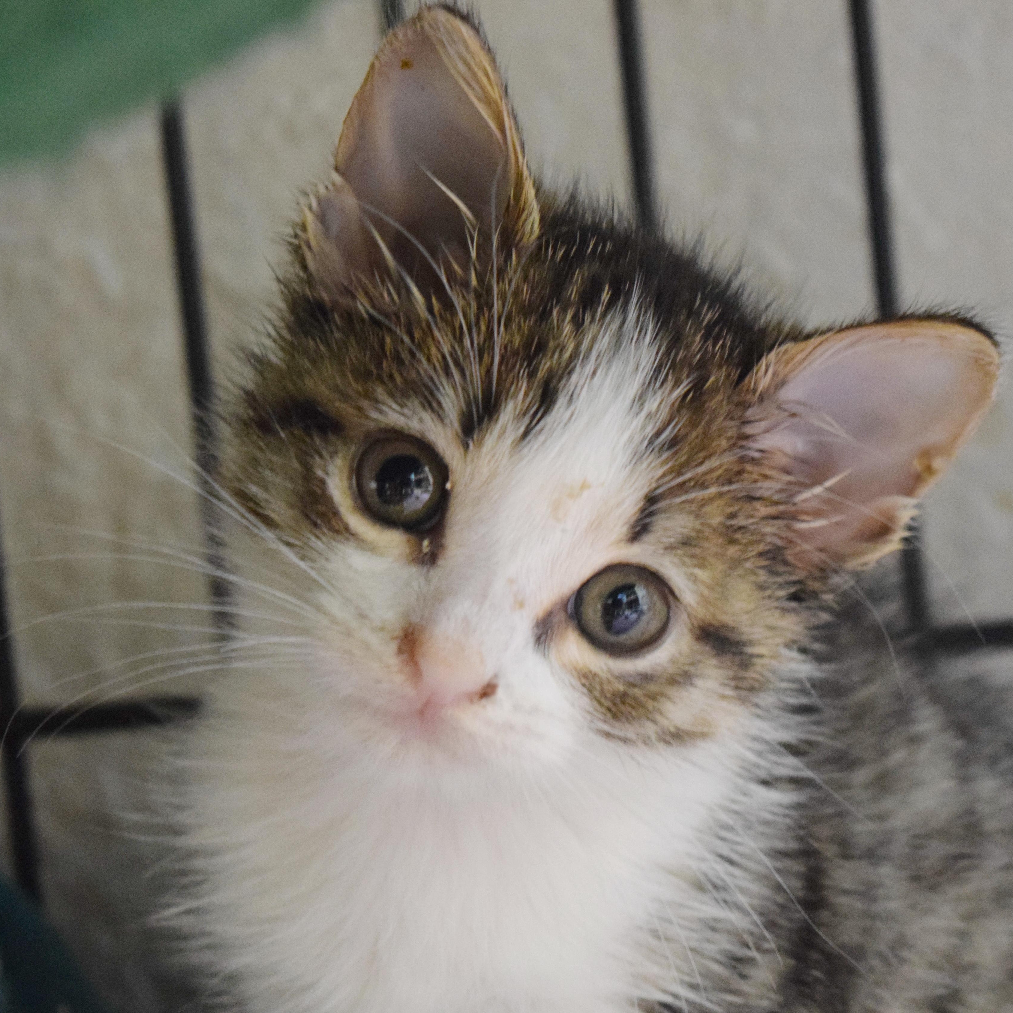 Stella, adopted, Kitten Female Domestic Short Hair.
