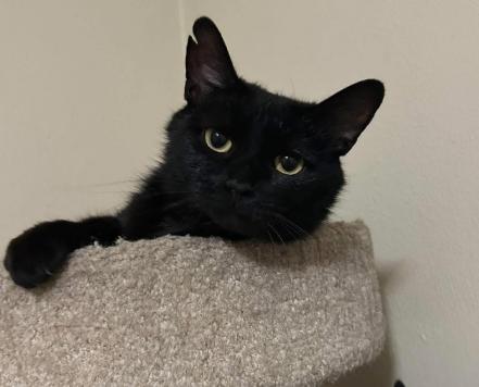 Enlarge BLAIR, a Adoptable Domestic Short Hair in Charleston, WV image 1/1