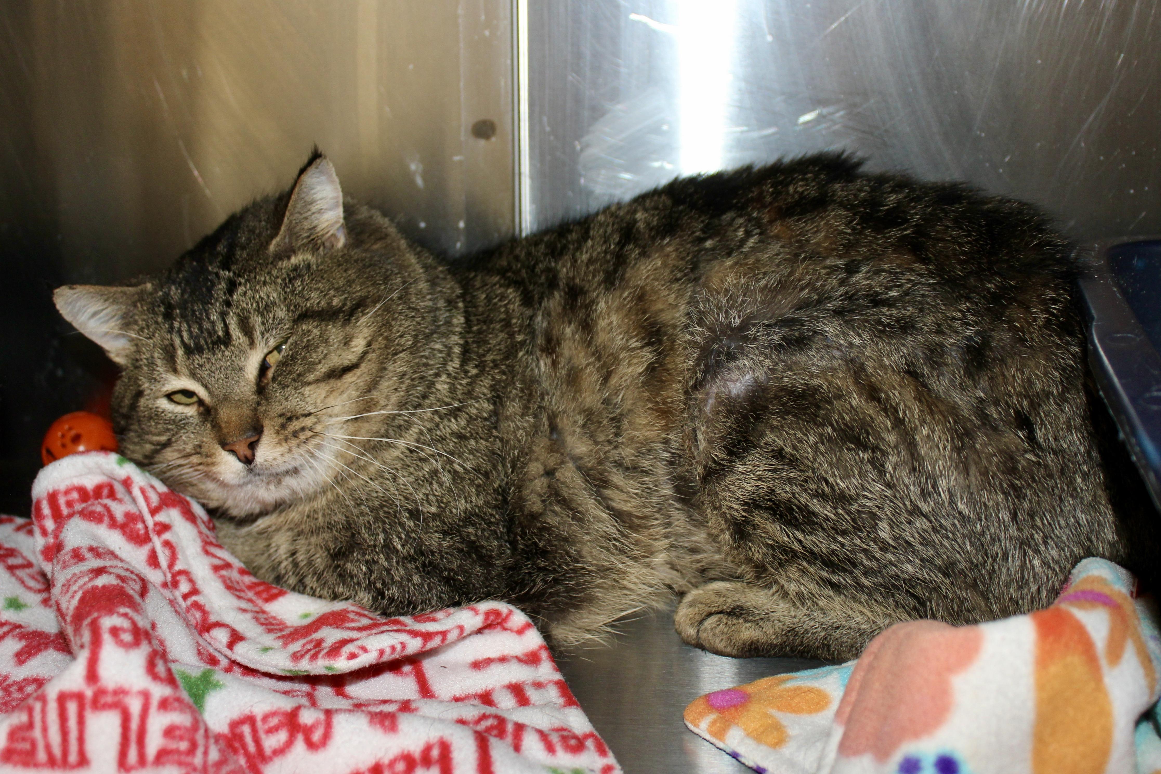 ROCKY — thumbnail 2