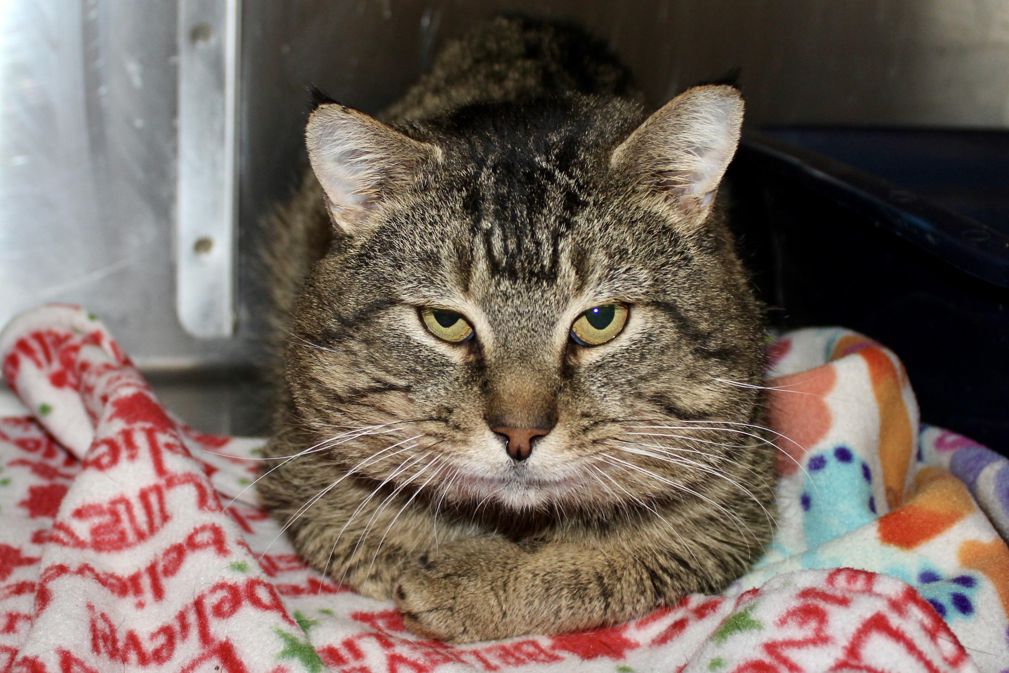 ROCKY — thumbnail 3