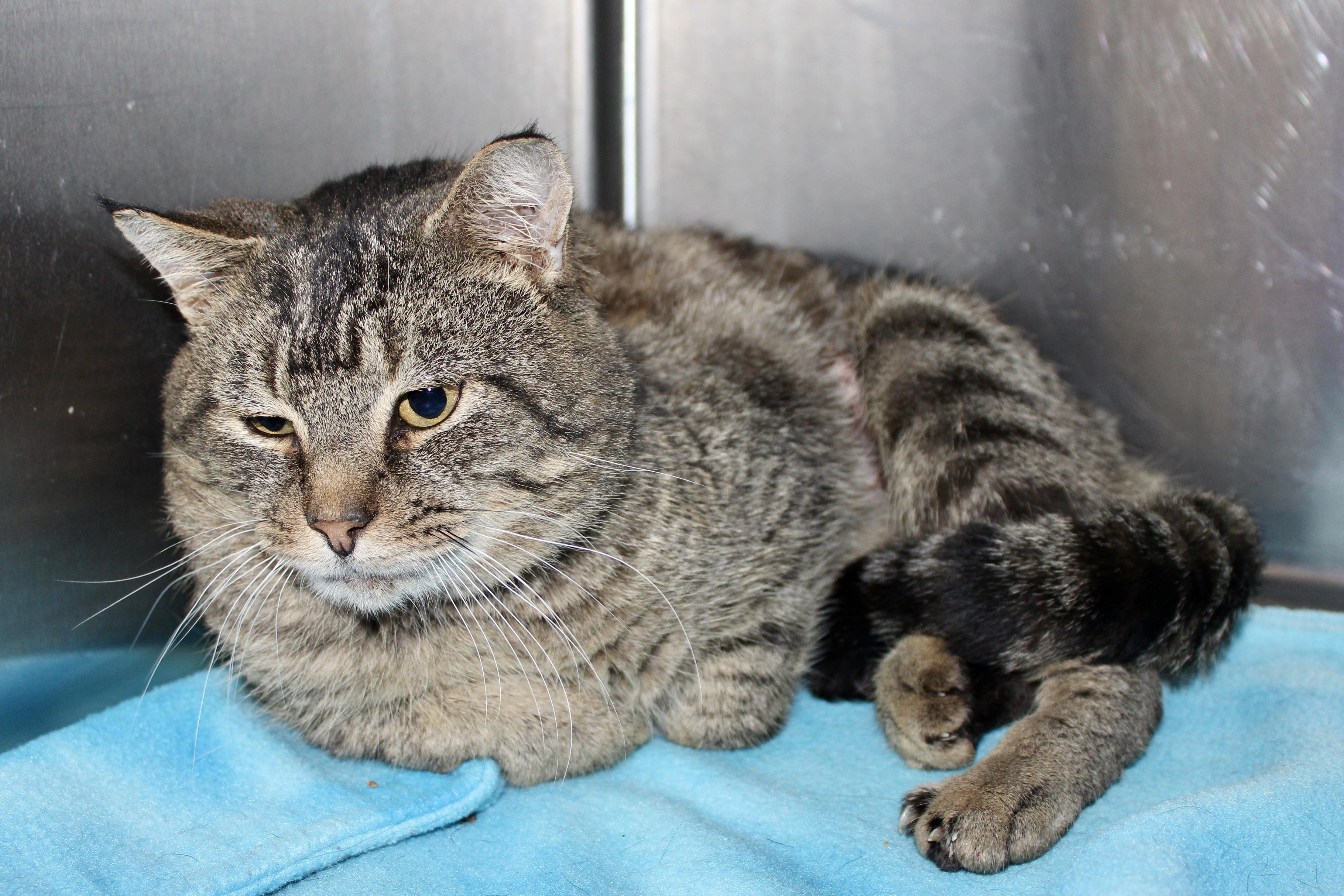 ROCKY — thumbnail 4