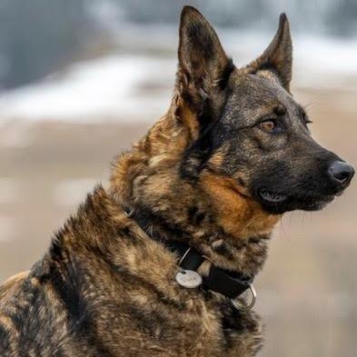 Enlarge Sadie (26-074), a Adoptable German Shepherd Dog in New Ringgold, PA image 1/4