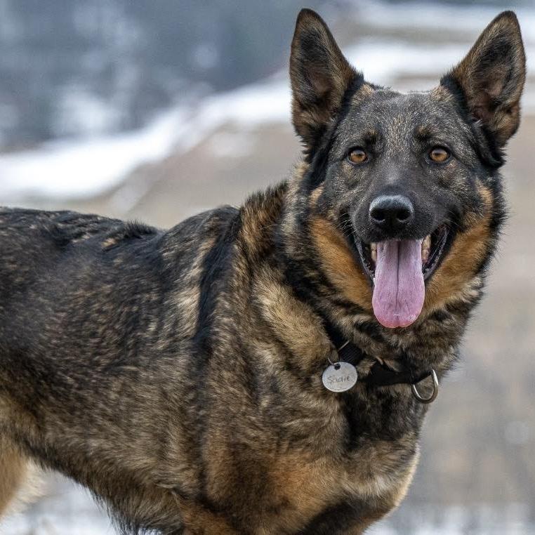 Enlarge Sadie (26-074), a Adoptable German Shepherd Dog in New Ringgold, PA image 2/4