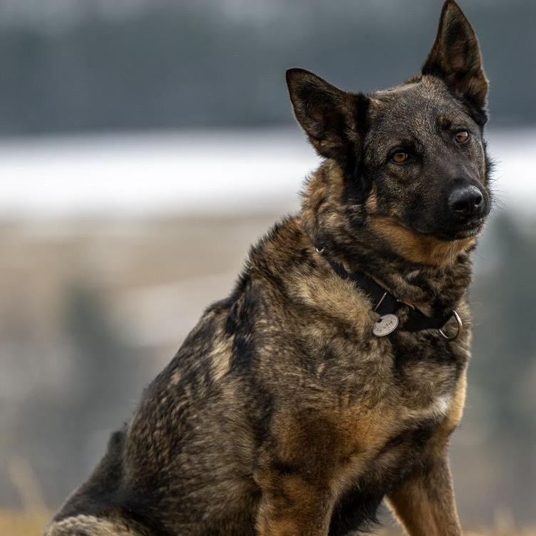 Enlarge Sadie (26-074), a Adoptable German Shepherd Dog in New Ringgold, PA image 3/4