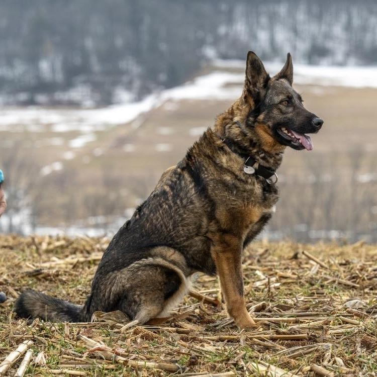 Enlarge Sadie (26-074), a Adoptable German Shepherd Dog in New Ringgold, PA image 4/4