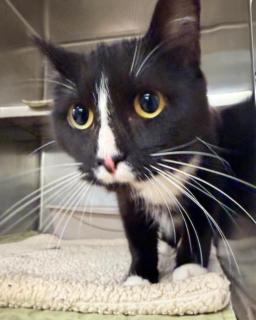 Bliss, Adoptable, Young Female Domestic Short Hair.