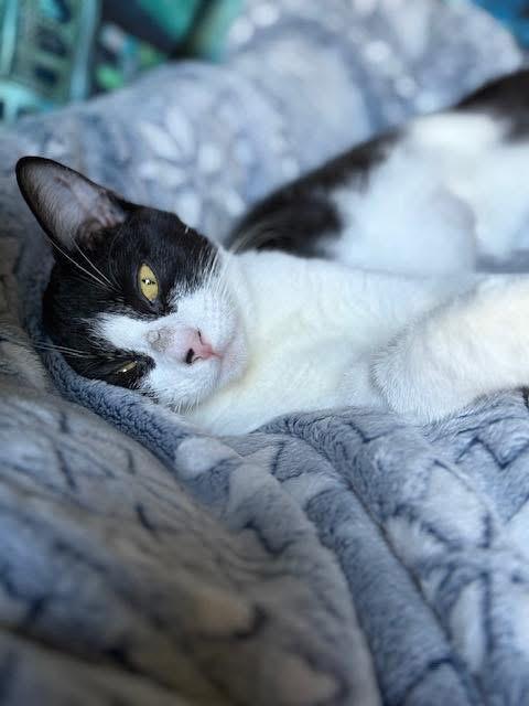 Enlarge Lizzy, a Adoptable Domestic Short Hair in Cloquet, MN image 1/4