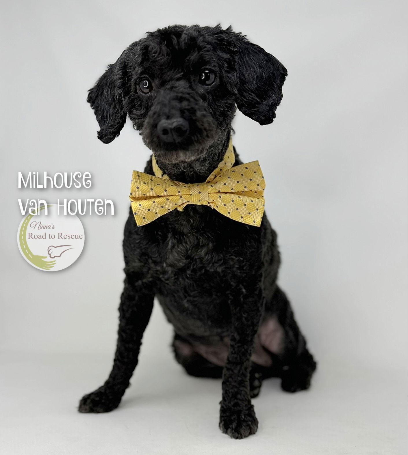 Milhouse Van Houten, Adoptable, Adult Male Poodle.