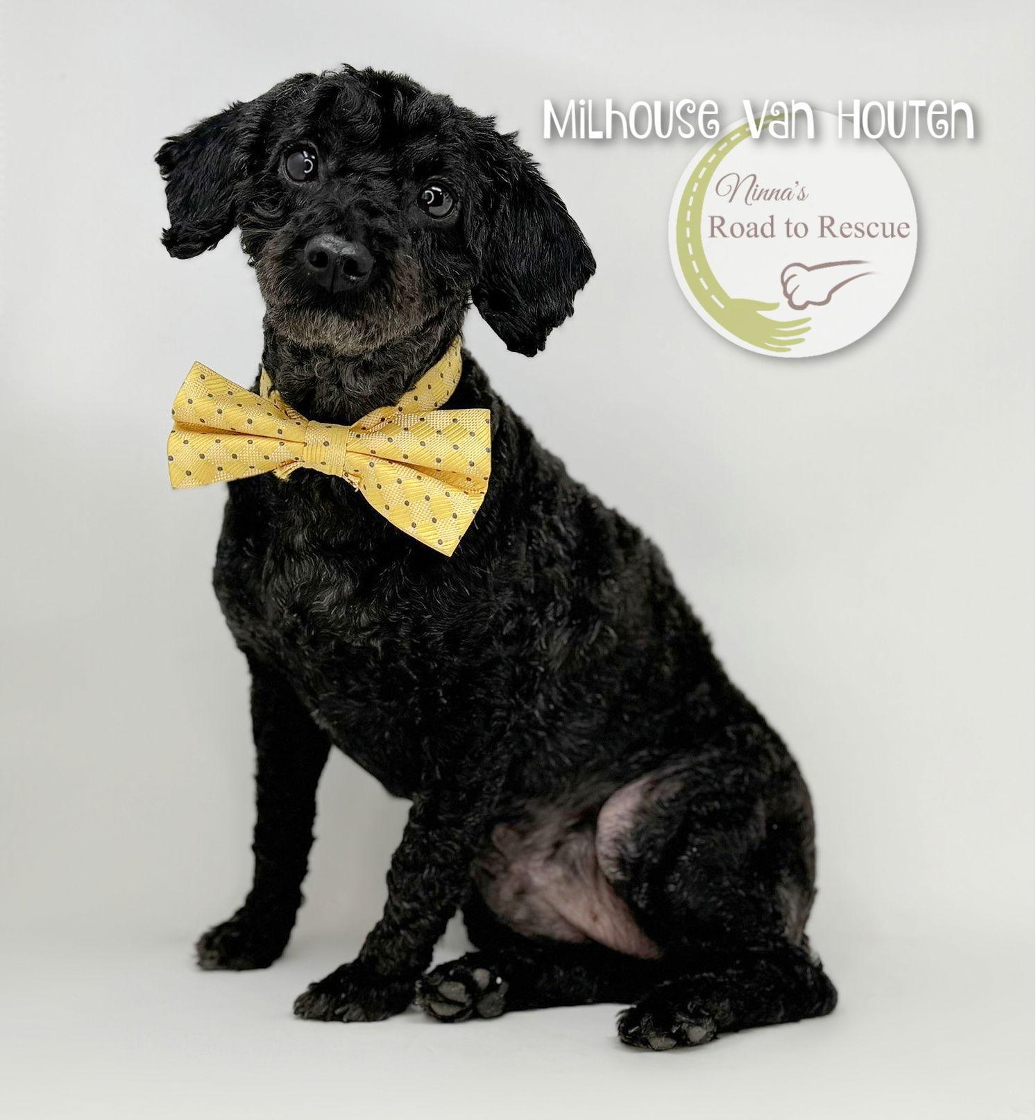 Enlarge Milhouse Van Houten, a Adoptable Poodle in Benton, LA image 2/3