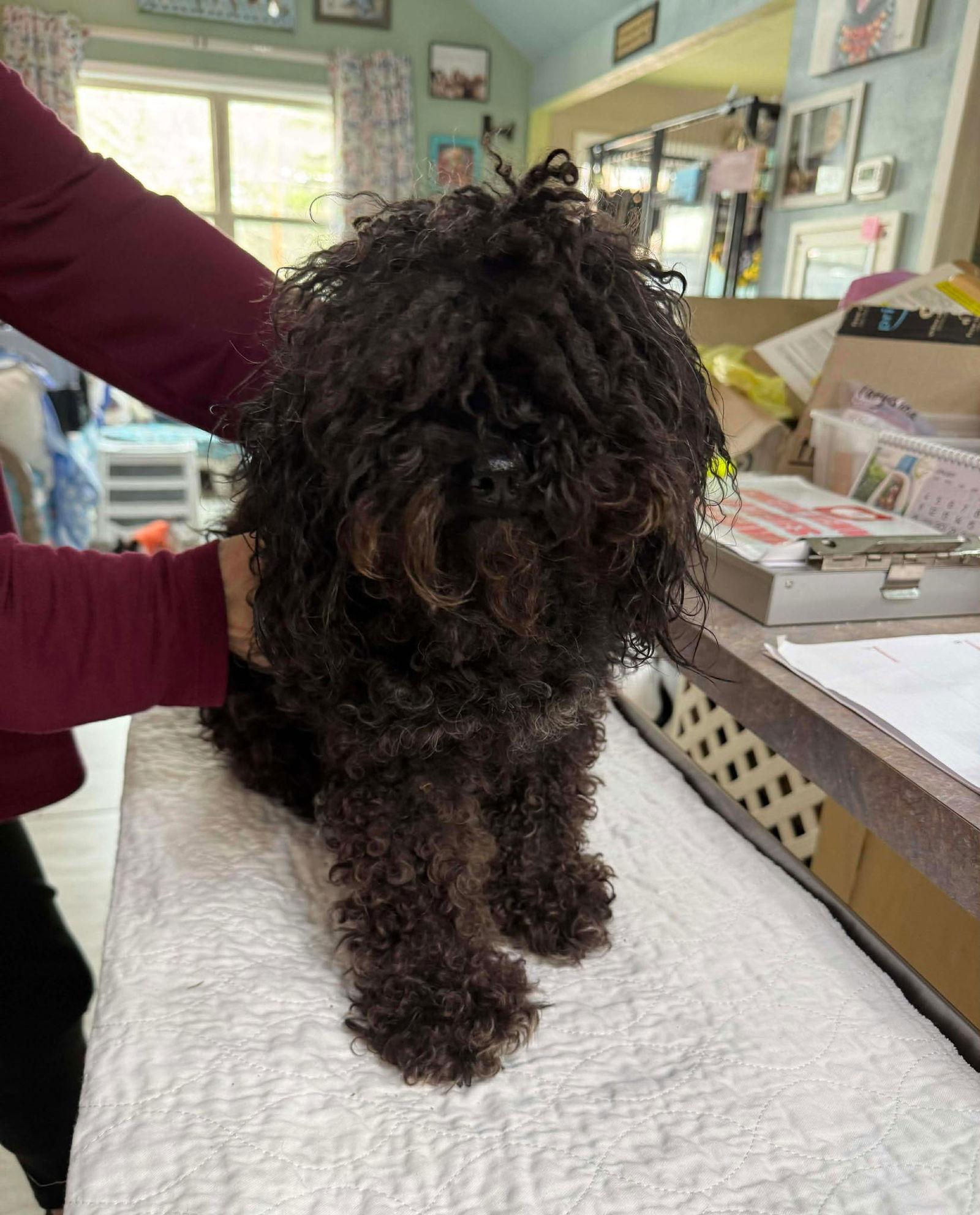 Milhouse Van Houten (NOT YET AVAILABLE), Adoptable, Adult Male Poodle.