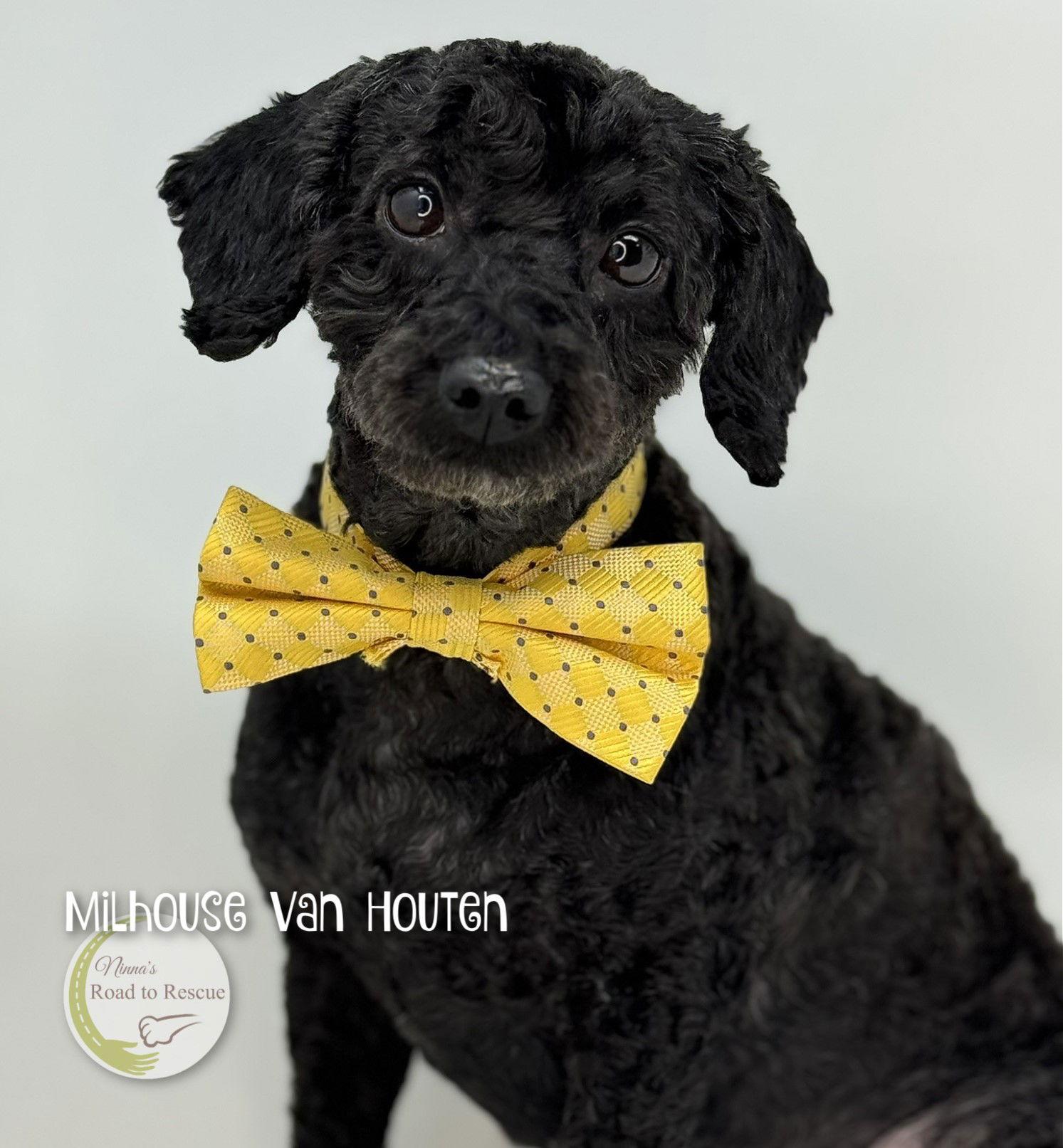 Enlarge Milhouse Van Houten, a Adoptable Poodle in Benton, LA image 3/3