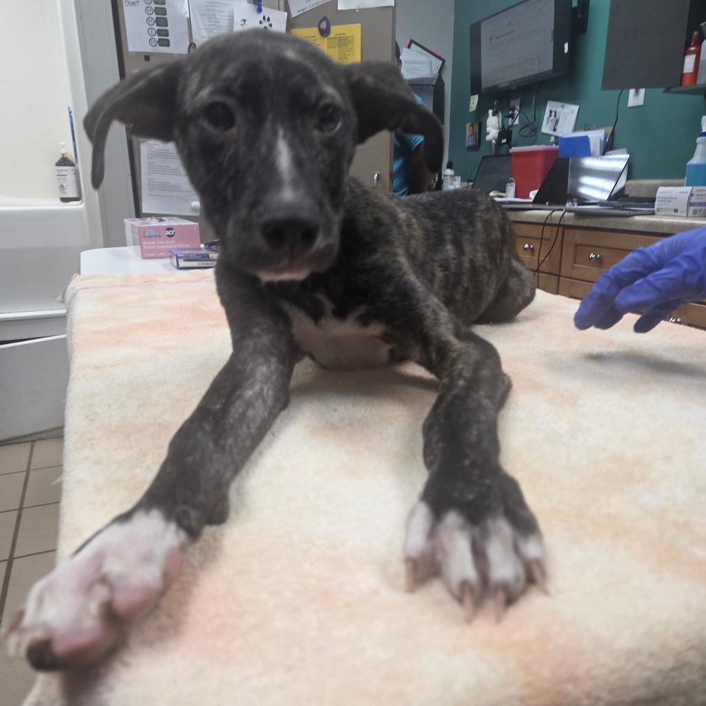 Matthew, Adoptable, Young Male Black Mouth Cur.