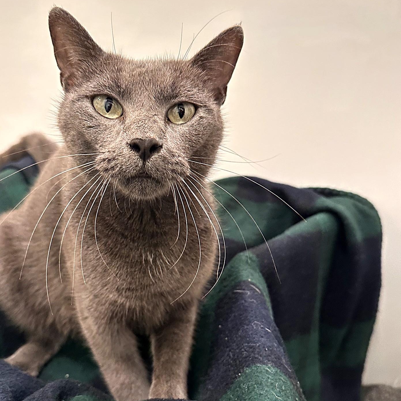 Cleo, Adoptable, Young Female Domestic Short Hair.