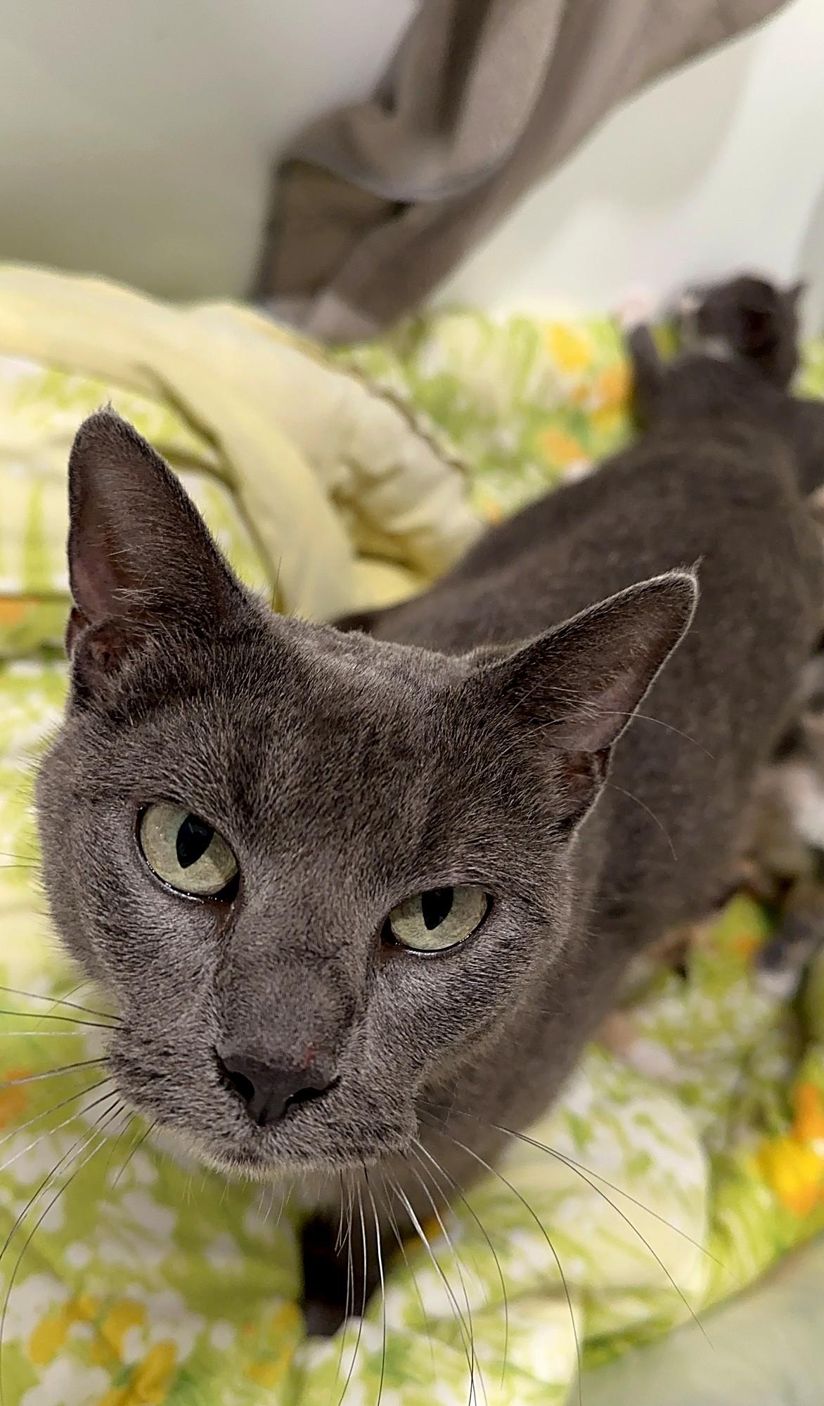 Enlarge Cleo, a Adoptable Domestic Short Hair in Minneapolis, MN image 2/4