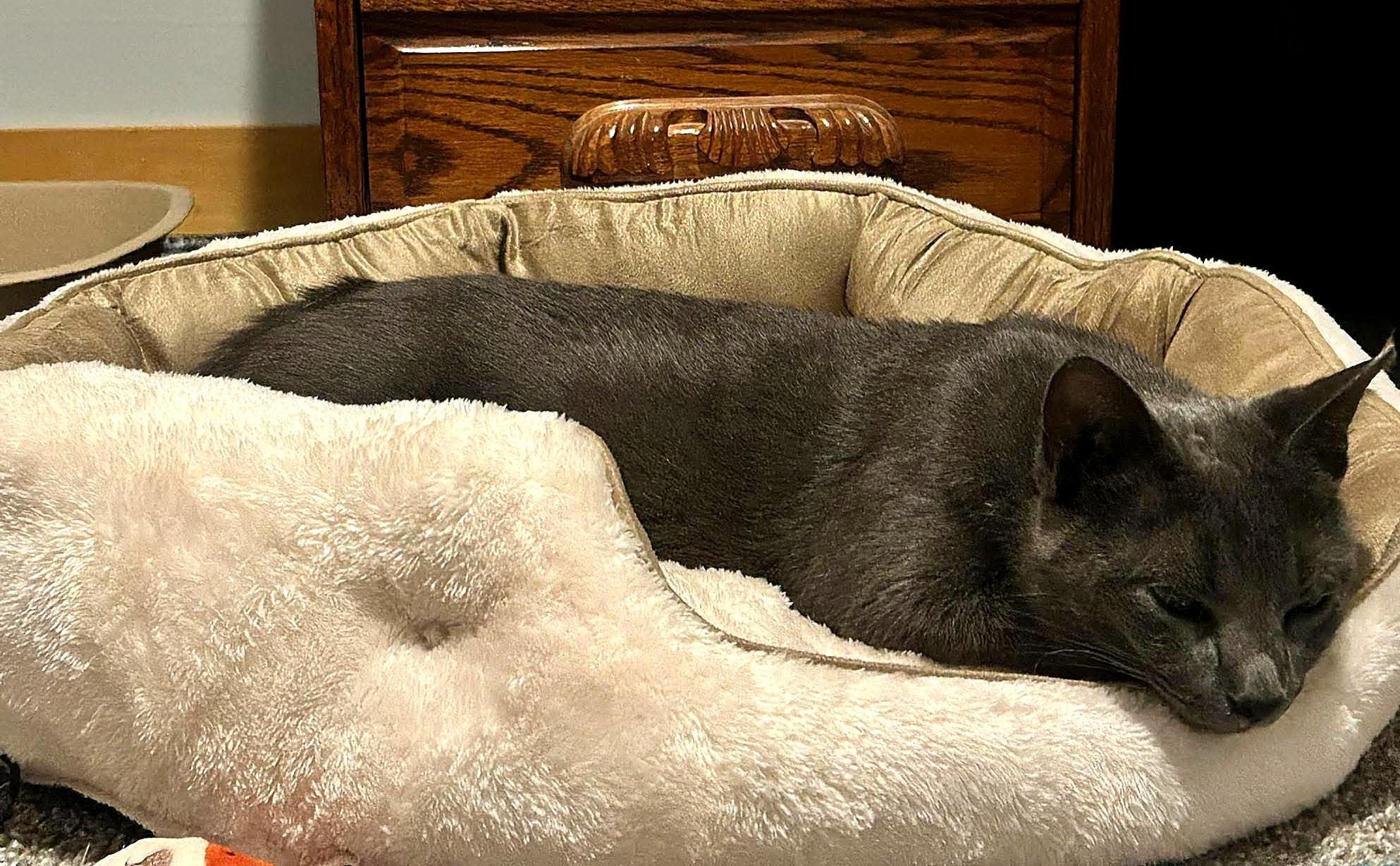 Enlarge Cleo, a Adoptable Domestic Short Hair in Minneapolis, MN image 3/4