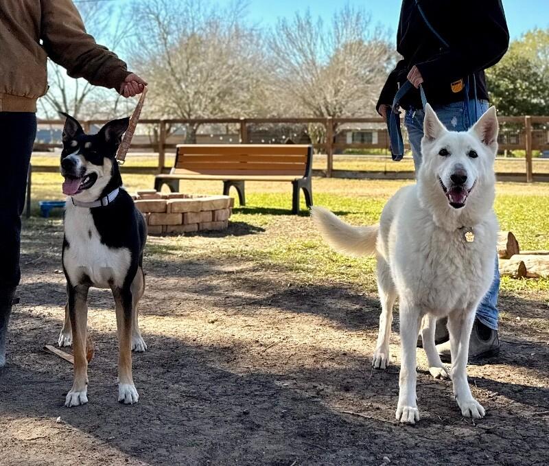 Sarah Bear Certified Love Bug