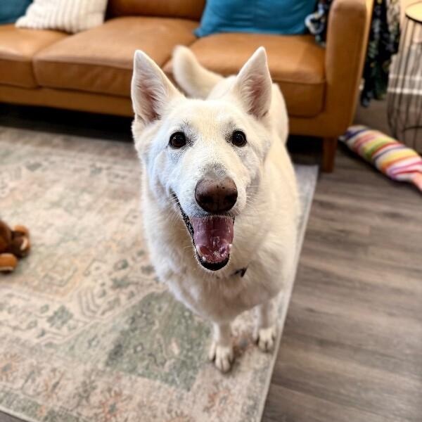 Sarah Bear Certified Love Bug — thumbnail 4